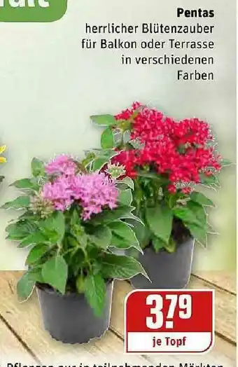 REWE Kaufpark Pentas Angebot