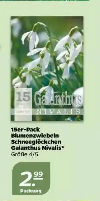 NETTO 15er-pack Blumenzwiebeln Schneeglöckchen Galanthus Nivalis Angebot