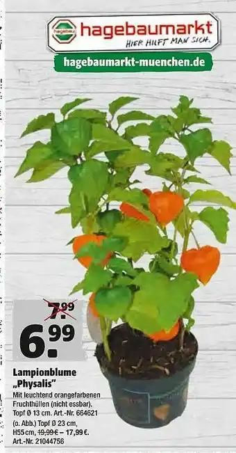 Hagebau Lampionblume „physalis” Angebot