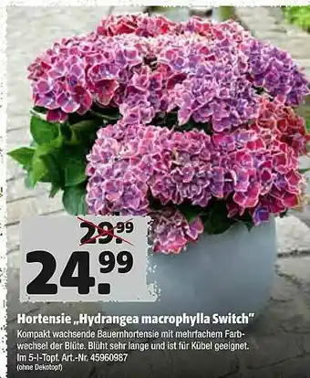 Hagebau Hortensie „hydrangea Macrophylla Switch” Angebot