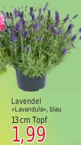 Wiglo Wunderland Lavendel >>Lavandula<< 13 cm Topf Angebot