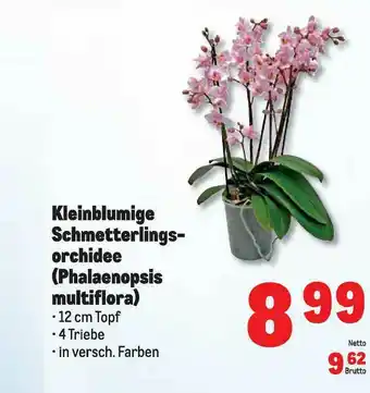 METRO Kleinblumige Schmetterlingsorchidee (phalaenopsis Multiflora) Angebot