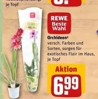 REWE Orchideen Angebot