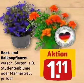 REWE Beet- und Balkonpflanze¹ versch. Sorten, z. B. Studentenblume oder Männertreu, je Topf Angebot