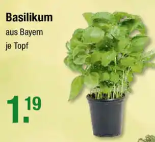 V Markt Basilikum Angebot