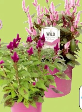 Thomas Philipps Brandschopf Angebot