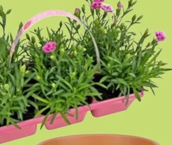 Thomas Philipps Nelken dianthus pink kisses Angebot