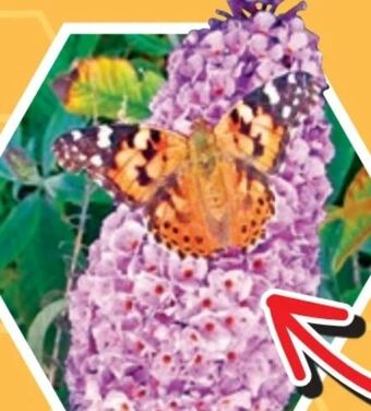 Thomas Philipps Sommerflieder Angebot