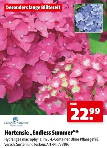 Hagebau Hortensie,,Endless Summer" Angebot