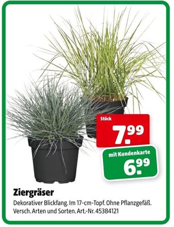 Hagebau Ziergräser Angebot