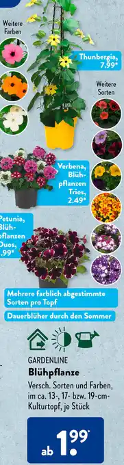 Aldi Süd GARDENLINE Blühpflanze Angebot