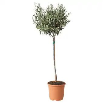 IKEA Olea europaea pflanze olivenbaum/stamm Angebot