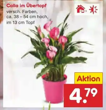 Netto Marken-Discount Calla im übertopf Angebot