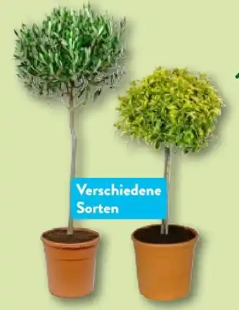 Aldi Nord Toskana-stämmchen Angebot