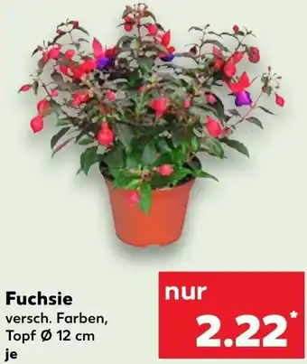 Kaufland Fuchsie Angebot