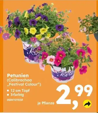 Globus Baumarkt Petunien (Calibrachoa ,,Festival Colour") Angebot