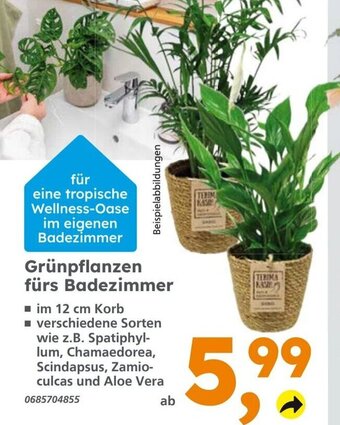Globus Baumarkt Grünpflanzen fürs Badezimmer Angebot