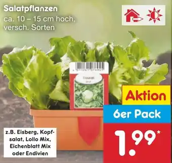Netto Marken-Discount Salatpflanzen 6er Pack Angebot