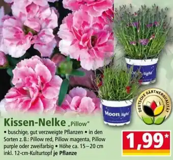 Norma Kissen-Nelke „Pillow" Angebot