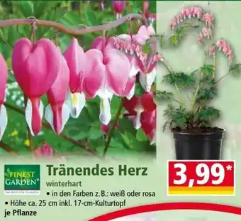 Norma FINEST GARDEN Tränendes Herz Angebot