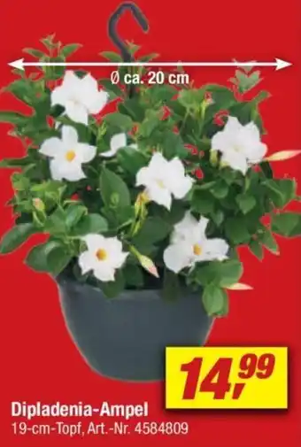 toom Baumarkt Dipladenia-Ampel Angebot