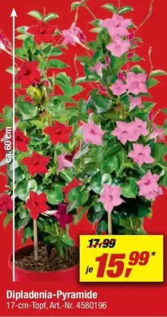 toom Baumarkt Dipladenia-Pyramide Angebot