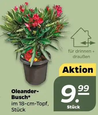 NETTO Oleander-Busch Angebot