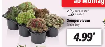 Lidl Sempervivum Angebot