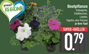 E-Center Beetpflanze Angebot