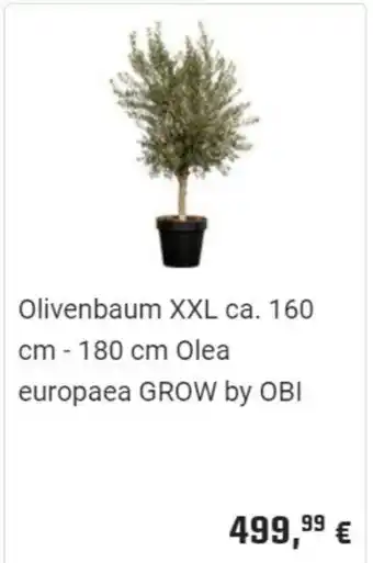 OBI Olivenbaum XXL ca. 160 cm - 180 cm Angebot