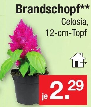 Zimmermann Brandschopf Angebot