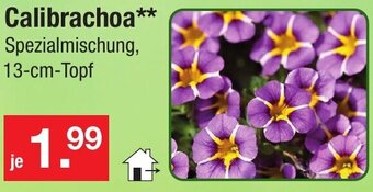 Zimmermann Calibrachoa Angebot