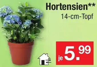 Zimmermann Hortensien** 14-cm-Topf Angebot