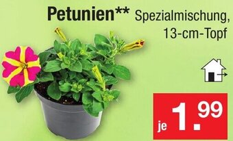 Zimmermann Petunien Angebot