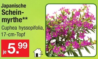 Zimmermann Japanische Scheinmyrthe Angebot