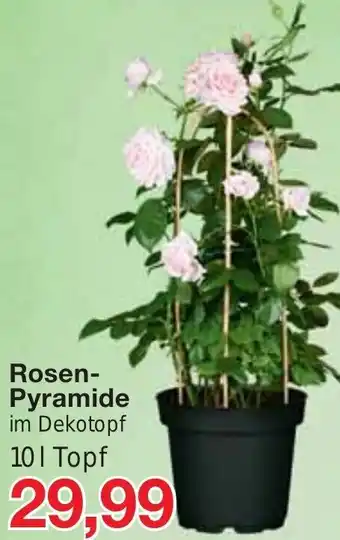 Jawoll Rosen-Pyramide Angebot