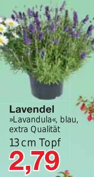 Jawoll Lavendel 13 cm Topf Angebot