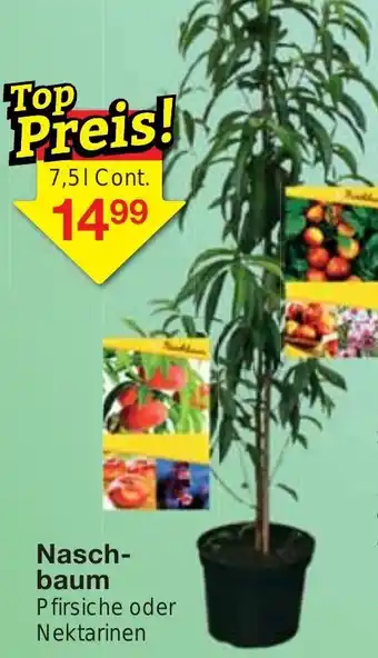 Jawoll Naschbaum Angebot