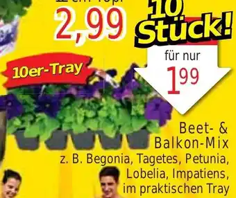 Wiglo Wunderland Beet- & Balkon-Mix 10er-Tray Angebot