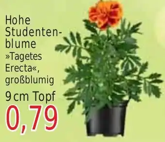 Wiglo Wunderland Hohe Studenten-blume >>Tagetes Erecta<< Angebot