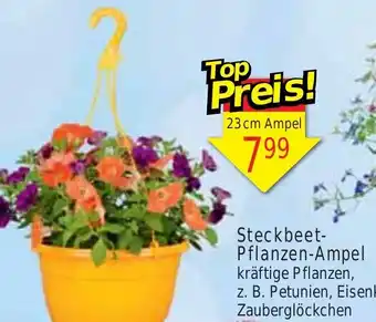 Wiglo Wunderland Steckbeet-Pflanzen-Ampel Angebot