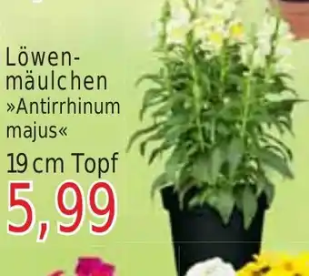 Wiglo Wunderland Löwenmäulchen 19 cm Topf Angebot