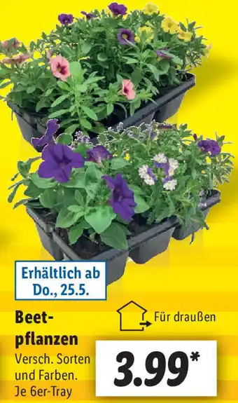 Lidl Beetpflanzen Angebot