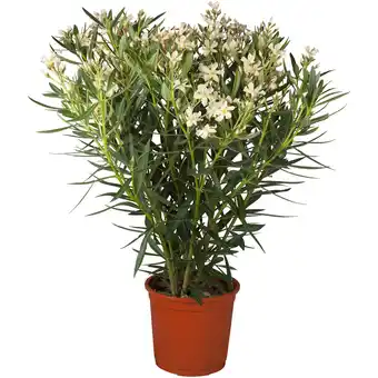 toom Baumarkt Oleander-busch verschiedene farben 20 cm topf Angebot