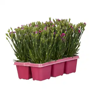 toom Baumarkt Nelke 'pink kisses' 6er-tray Angebot