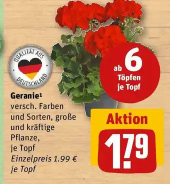 REWE Geranie Angebot