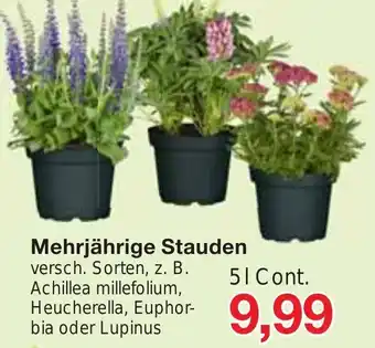 Jawoll Mehrjährige Stauden Angebot