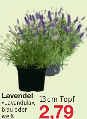 Jawoll Lavendel 13cm Angebot