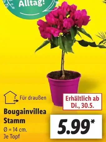 Lidl Bougainvillea Stamm Angebot
