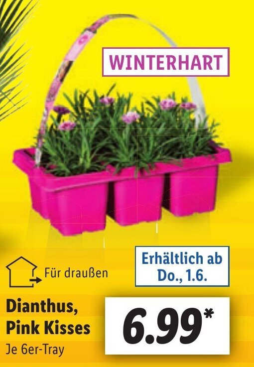 Lidl Dianthus, Pink Kisses Angebot